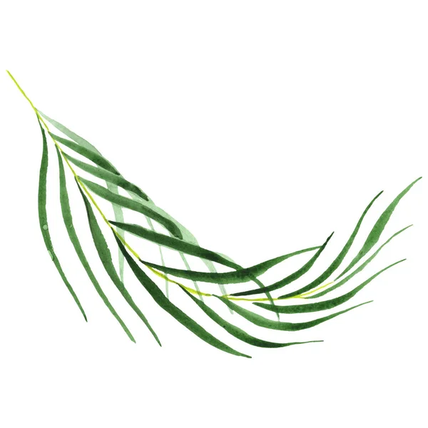 Exotic tropical hawaiian green palm leaves isolated on white. Watercolor background set. 