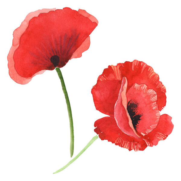 Red poppies isolated on white. Watercolor background illustration set. 