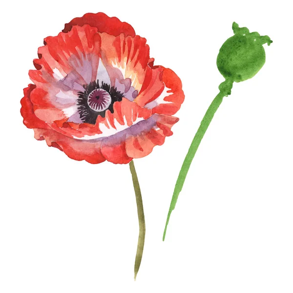 Red Poppies Isolated White Watercolor Background Illustration Set — Stock Photo, Image
