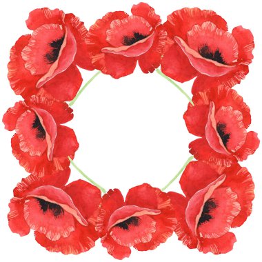 Kırmızı haşhaş beyaz izole. Suluboya arka plan illüstrasyon seti. Çiçeklerle çerçeveve kopyalama alanı.