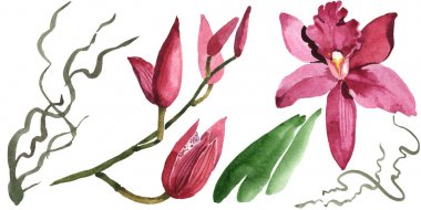 Yeşil yaprakları beyaz izole ile Marsala orkide. Suluboya arka plan illüstrasyon seti. 