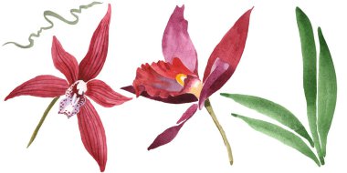 Yeşil yaprakları beyaz izole ile Marsala orkide. Suluboya arka plan illüstrasyon seti. 