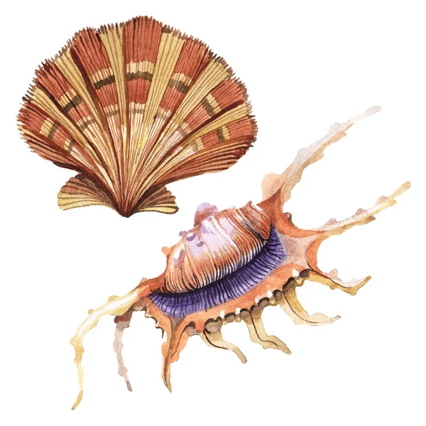 Seashells Elementos Tropicais Isolados Branco Conjunto Ilustração Fundo Aquarela — Fotografia de Stock