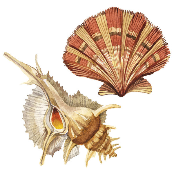 Seashells tropical elements isolated on white. Watercolor background illustration set. 