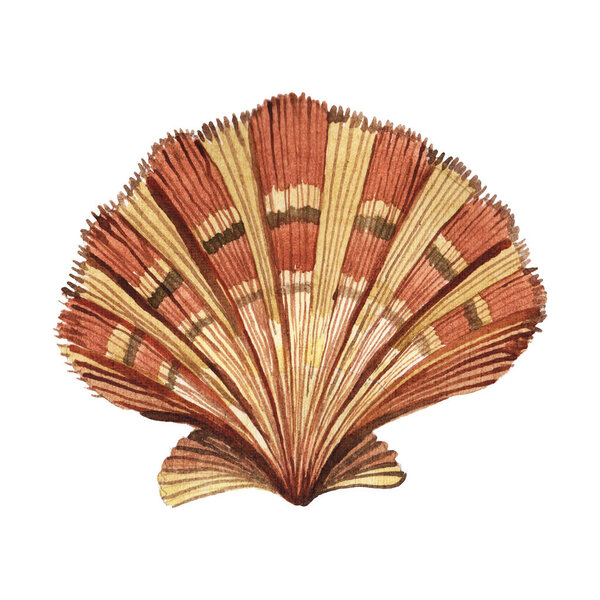Seashell tropical element isolated on white. Watercolor background illustration 