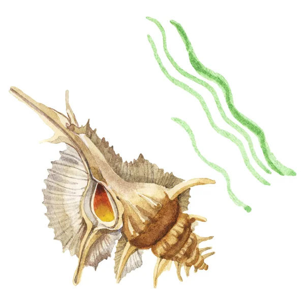 Seashell Seaweed Tropical Elements Isolated White Watercolor Background Illustration Set — Stock Photo, Image