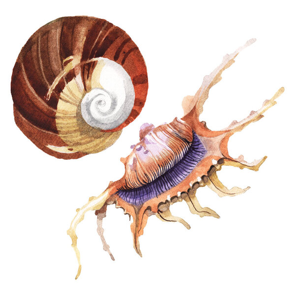 Seashells tropical elements isolated on white. Watercolor background illustration set. 