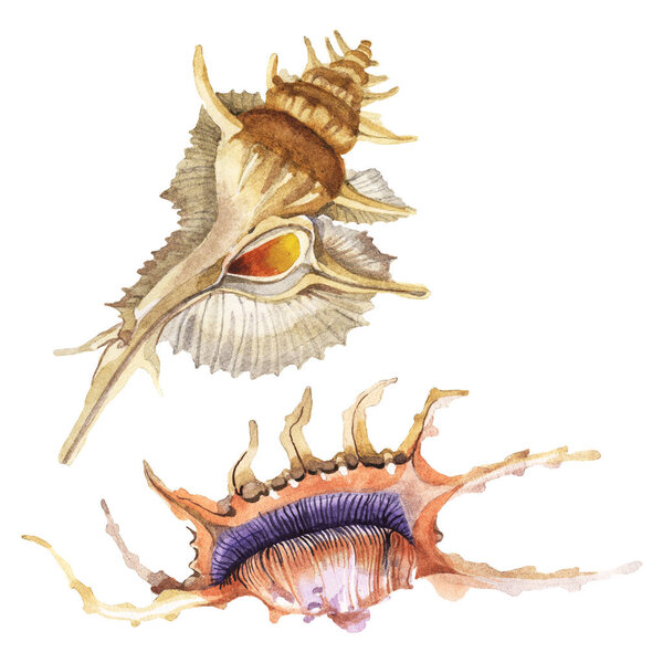 Seashells tropical elements isolated on white. Watercolor background illustration set. 