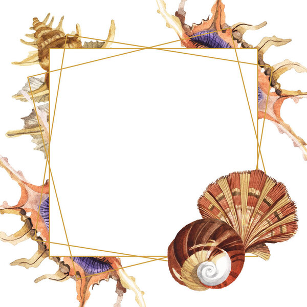 Tropical seashells isolated on white. Watercolor background illustration set. Frame with copy space.