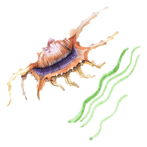 Seashell Och Tång Tropiska Element Isolerade Vitt Akvarell Bakgrund Illustration — Stockfoto