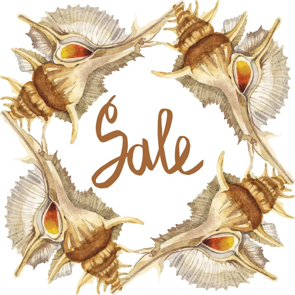 Tropical Seashells Isolated White Watercolor Background Illustration Set Frame Sale — Stock Photo, Image