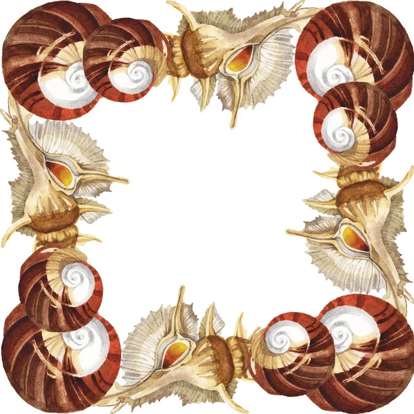 Tropical Seashells Isolated White Watercolor Background Illustration Set Frame Copy — Stock Photo, Image