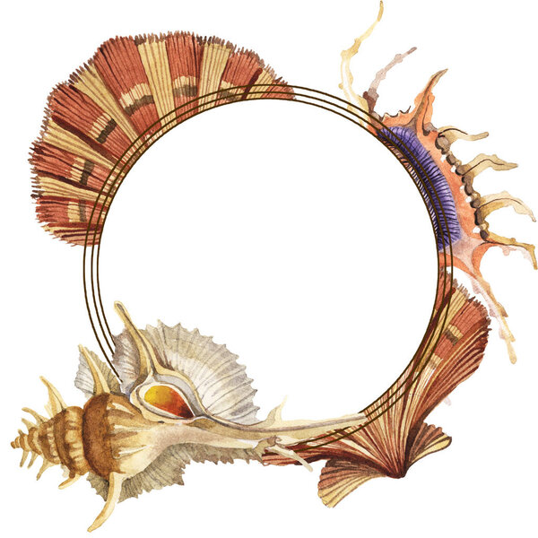 Тропические ракушки, изолированные на белом. Набор акварельных фонов. Рамка с копировальным пространством
.