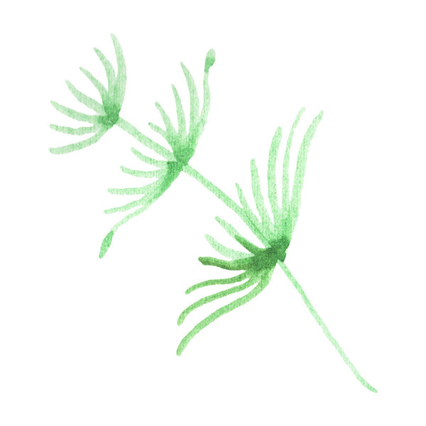 Seaweed tropical element isolated on white. Watercolor background illustration 