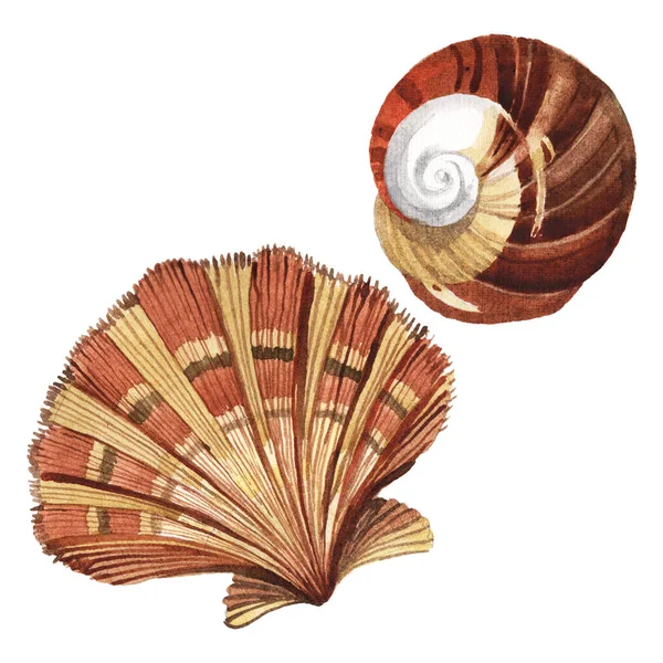 Seashells Elementos Tropicais Isolados Branco Conjunto Ilustração Fundo Aquarela — Fotografia de Stock