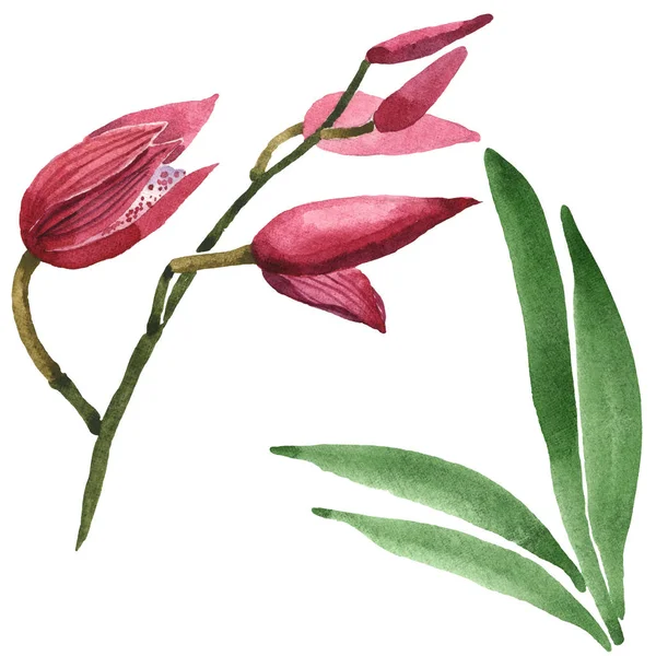 Marsala orchids with green leaves isolated on white. Watercolor background illustration set. 