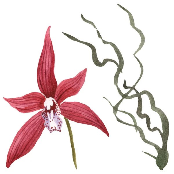 Marsala Fleur Orchidée Isolée Sur Blanc Aquarelle Fond Illustration Élément — Photo