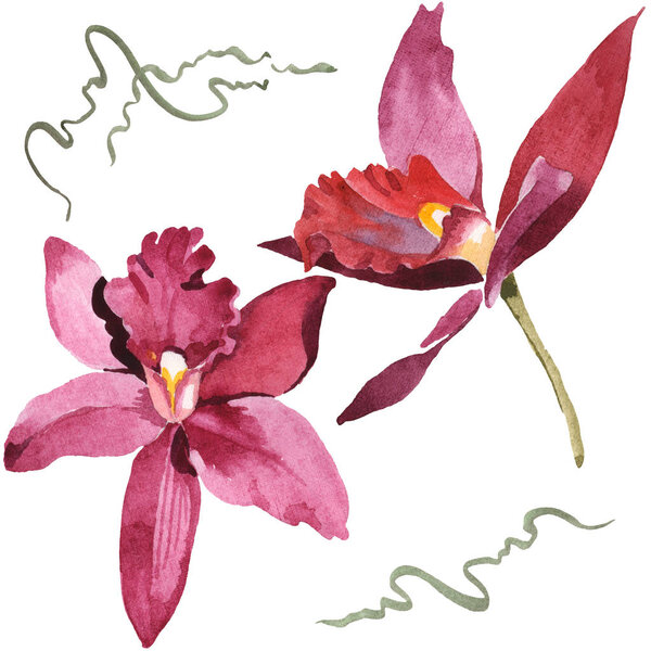 Marsala orchids isolated on white. Watercolor background illustration set. 