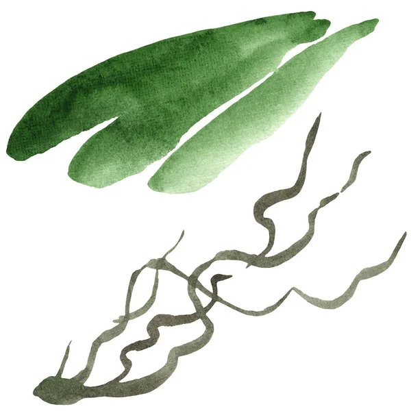 Зеленые Листья Орхидеи Изолированы Белом Акварельный Набор Иллюстраций — стоковое фото