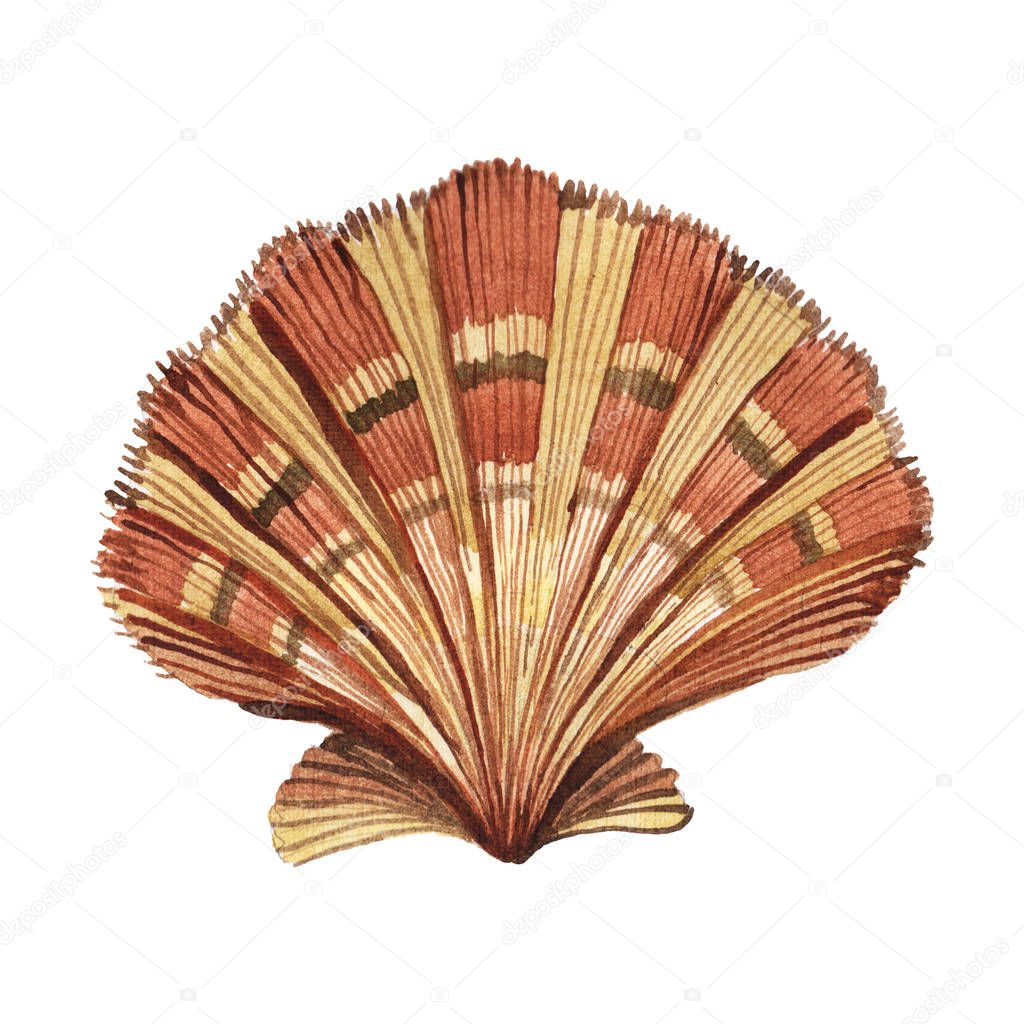 Seashell tropical element isolated on white. Watercolor background illustration 