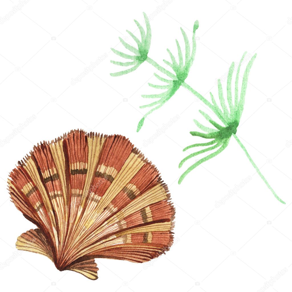 Seashell e gli elementi tropicali di alghe marine isolati su bianco. Acquerello sfondo illustrazione set
. 