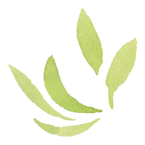 Olive Green Leaves Isolated White Watercolor Background Illustration Elements — Stock Photo, Image