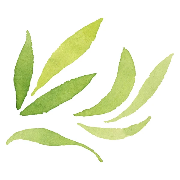 Olive green leaves isolated on white watercolor background illustration elements.
