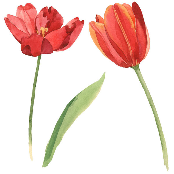 Red tulips with green leaf isolated on white. Watercolor background illustration set. 