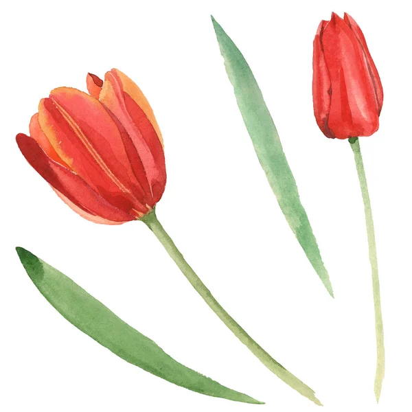 Red Tulips Green Leaves Isolated White Watercolor Background Illustration Set — Stock Photo, Image