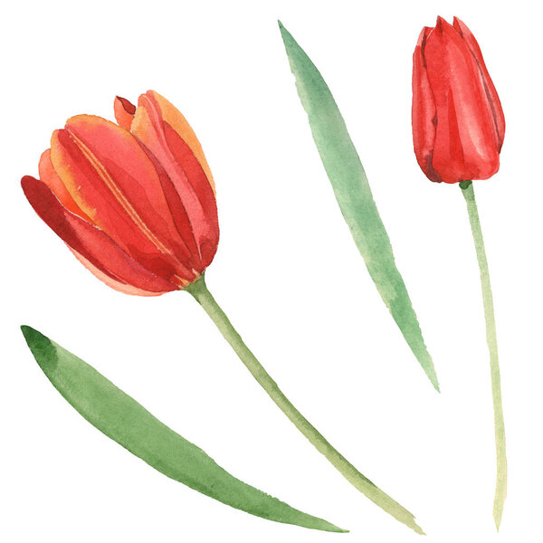 Red tulips with green leaves isolated on white. Watercolor background illustration set. 