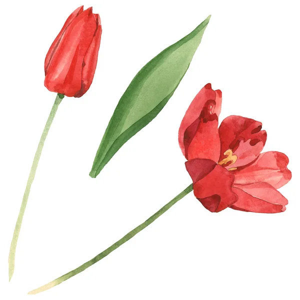 Red Tulips Green Leaf Isolated White Watercolor Background Illustration Set — Stock Photo, Image