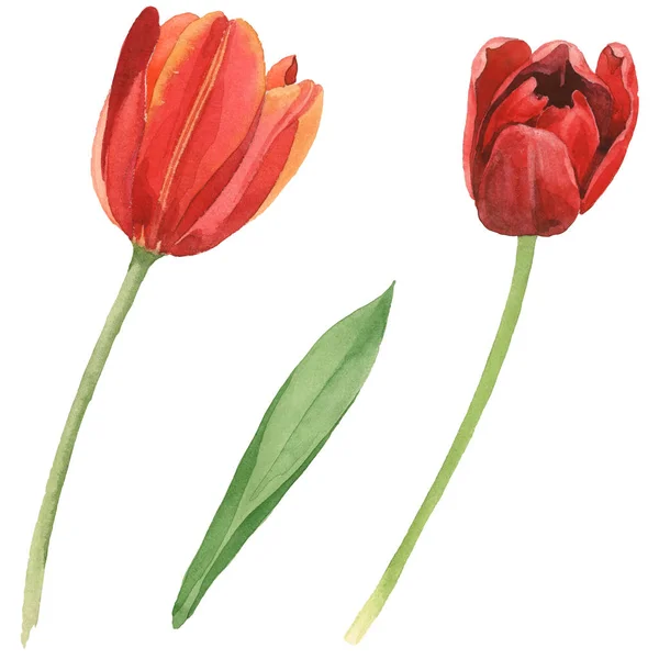 Rote Tulpen Mit Grünem Blatt Isoliert Auf Weißem Aquarell Hintergrund — Stockfoto