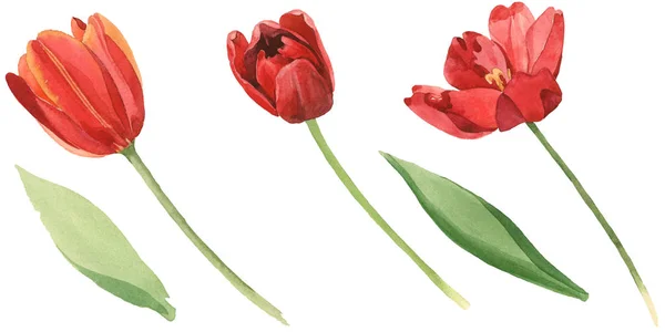 Red Tulips Green Leaves Isolated White Watercolor Background Illustration Set — Stock Photo, Image