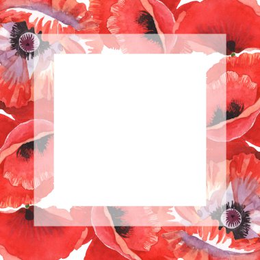 Kırmızı haşhaş beyaz izole. Suluboya arka plan illüstrasyon seti. Çiçeklerle çerçeveve kopyalama alanı.