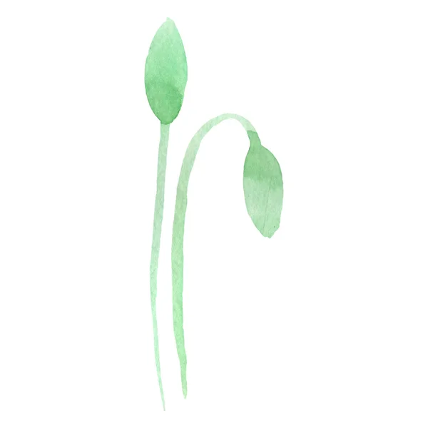 Green Poppy Buds Isolated White Watercolor Background Set — Stock Photo, Image