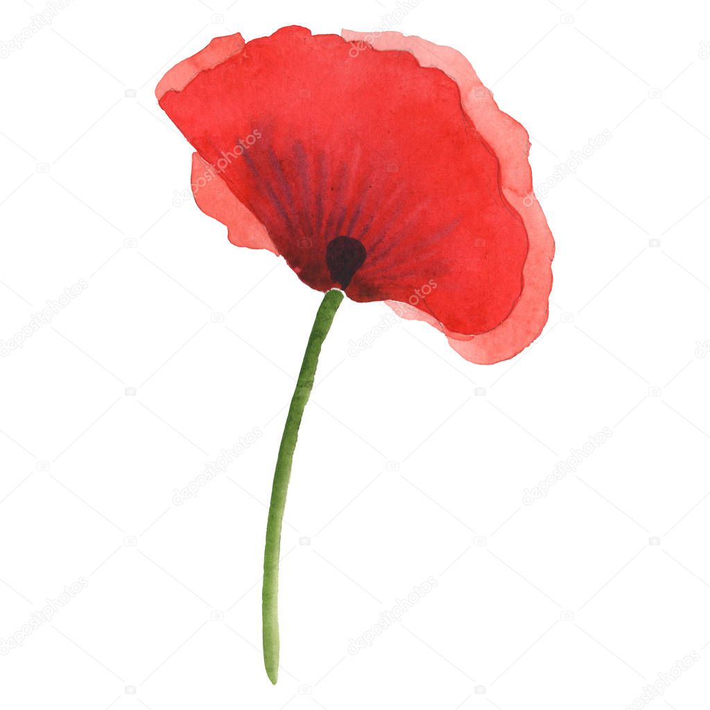 Red poppy isolated on white. Watercolor background illustration element.
