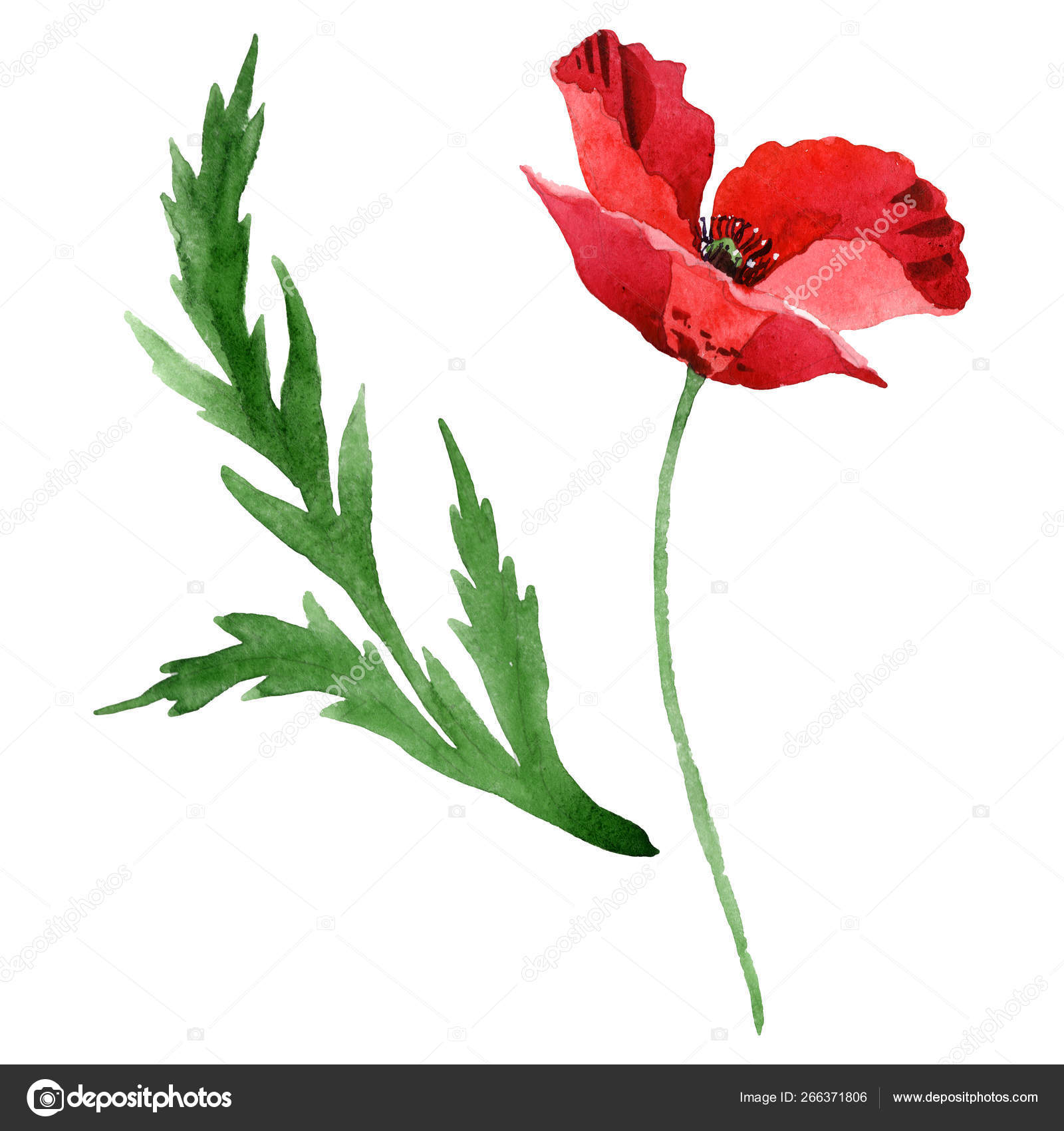 Red Poppy Flower Green Leaf Isolated White Watercolor Background Illustration Stock Photo Image By C Andreyanush Red Poppy Flower Green Leaf Isolated White Watercolor Background Illustration Stock Photo Image By C Andreyanush