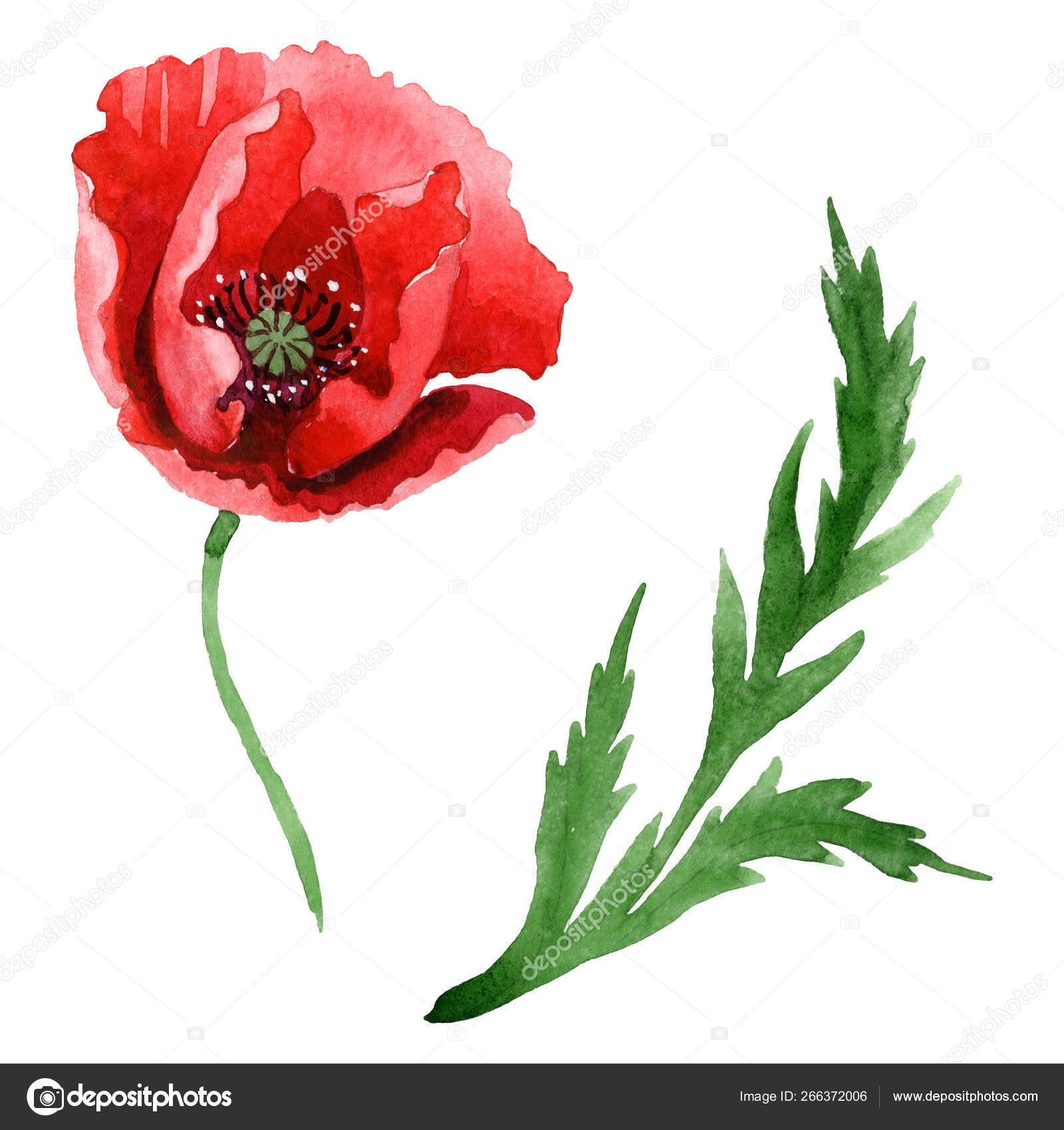 Red Poppy Flower Green Leaf Isolated White Watercolor Background  Illustration Stock Illustration by ©AndreYanush #266372006