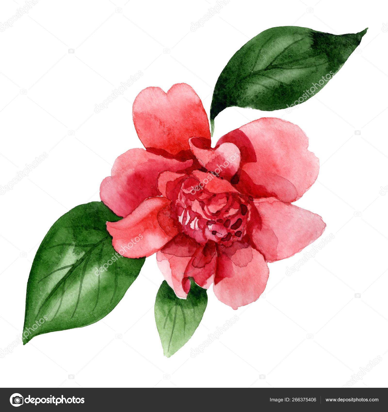 茶花图库照片 免版税茶花图片 Depositphotos 茶花图库照片 免版税茶花图片 Depositphotos