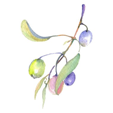 Yeşil meyve ve yaprakları beyaz izole zeytin dalı. Suluboya arka plan illüstrasyon seti. 