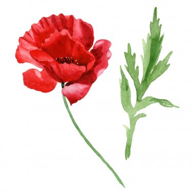 Red poppy flower with green leaf isolated on white. Watercolor background illustration set.  clipart