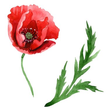 Red poppy flower with green leaf isolated on white. Watercolor background illustration set.  clipart