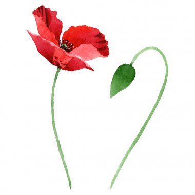 Red poppy flower with green bud isolated on white. Watercolor background illustration set.  clipart
