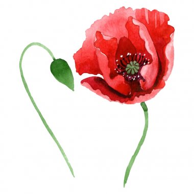 Red poppy flower with green bud isolated on white. Watercolor background illustration set.  clipart