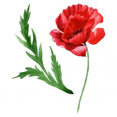 Red poppy flower with green leaf isolated on white. Watercolor background illustration set.  clipart