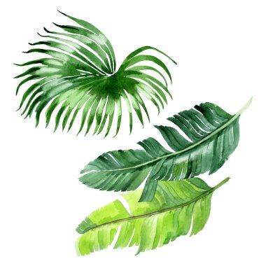 Egzotik tropikal hawaii palmiye ağacı beyaz izole yaprakları. Suluboya arka plan illüstrasyon seti. 