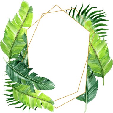 Egzotik tropikal hawaii palmiye ağacı beyaz izole yaprakları. Suluboya arka plan illüstrasyon seti. Kopyalama alanı ile çerçeve süsü.