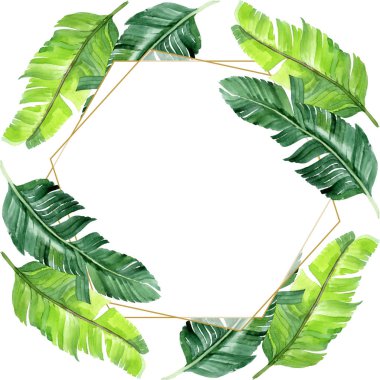 Egzotik tropikal hawaii palmiye ağacı beyaz izole yaprakları. Suluboya arka plan illüstrasyon seti. Kopyalama alanı ile çerçeve süsü.