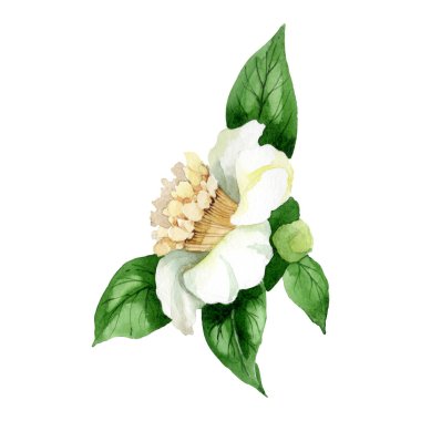 White camellia flower with green leaves isolated on white. Watercolor background set. clipart