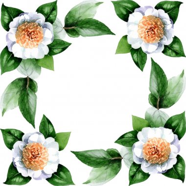 Beyaz kamelya çiçekleri ve beyaz yapraklar. Suluboya arkaplan çizimi. Kopya alanı ile kenarlık süsünü çerçevele.